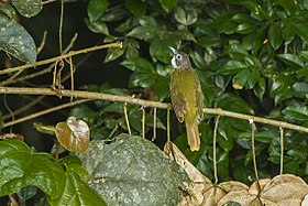 Red-tailed Greenbul from Canopy Walkway - Kakum NP - Ghana 14 S4E1441 (16177963596).jpg