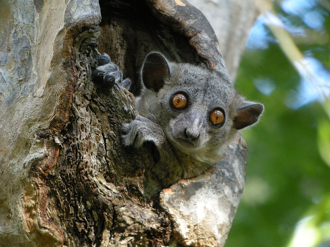 Lepilemur