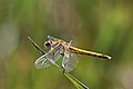 * Nomination Red-veined darter (Sympetrum fonscolombii) female --Charlesjsharp 19:44, 27 May 2022 (UTC) * Promotion  Support Good quality. --Mike Peel 20:05, 27 May 2022 (UTC)