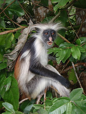 Red Colobus 2.jpg