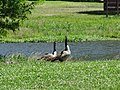 2 Canadian Geese