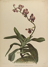 plate 96 Vanda parishii var. marriottiana Phalaenopsis marriottiana