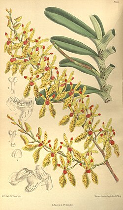 Renanthera annamensis - Curtis' 133 (Ser. 
 4 no. 
 3) pl. 
 8116 (1907). 
 jpg