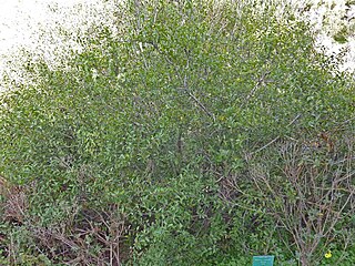 <i>Rhamnus crenulata</i> species of plant