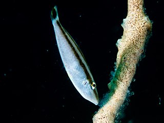 <i>Pseudalutarius</i> Genus of fishes