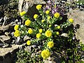 Rhodiola rosea