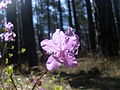 Rhododendron dauricum