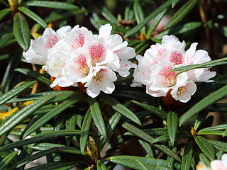 <i>Rhododendron roxieanum</i> Species of plant in the genus Rhododendron
