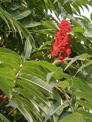 Etikkapuu (Rhus typhina), päällystetyt lehdet ja naisen kukinto