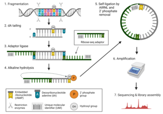 <span class="mw-page-title-main">Ribose-seq</span> Genetic mapping technique