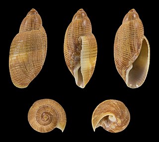 <i>Rictaxis punctocaelatus</i> Species of marine gastropod