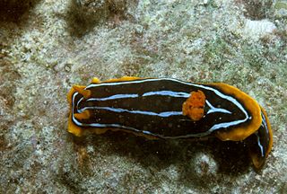 <i>Chromodoris kuiteri</i> species of mollusc