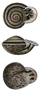 <i>Ringicella ringens</i> Species of gastropod