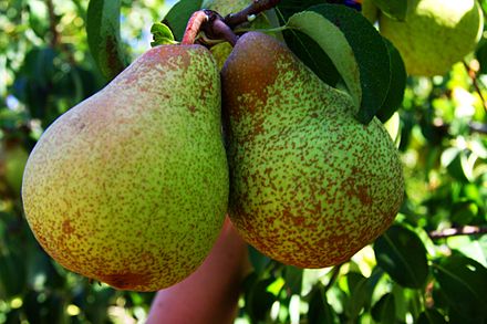 Pear. Сорт груши Пакхам. Саженцы груша Завея. Сорт груши Сильва. Груша Pera Rocha.