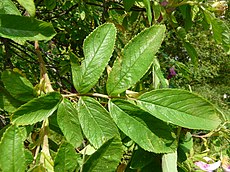 Rosa balsamica leaf (01).jpg