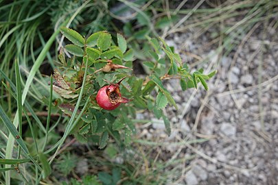 Rosa canina, plod