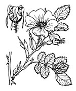 Rosa micrantha illustration (01).jpg