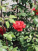 Rosa sp. 109.jpg