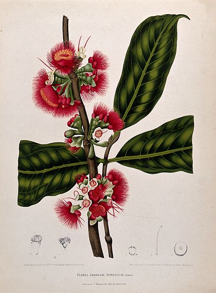 File:Rose apple (Syzygium jambos (L.) Alston); flowering branch w Wellcome V0042692.jpg