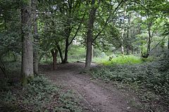 Roughtalley's Wood 3.jpg