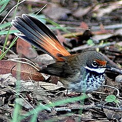 Fox tail (Rhipidura rufifrons)