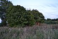 Deutsch: Ruine in Podelzig.