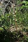 Rundblättriges Wintergrün (Pyrola rotundifolia).jpg