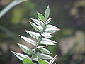 Ruscus aculeatus (Fragon du boucher)