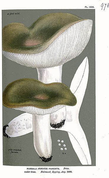 File:Russula furcata-Cooke.jpg