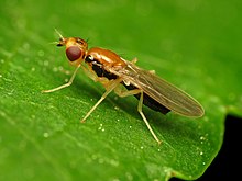 Rust Fly (34916389006).jpg