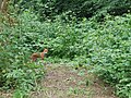 Rutland Shaw woodland near Sidcup.