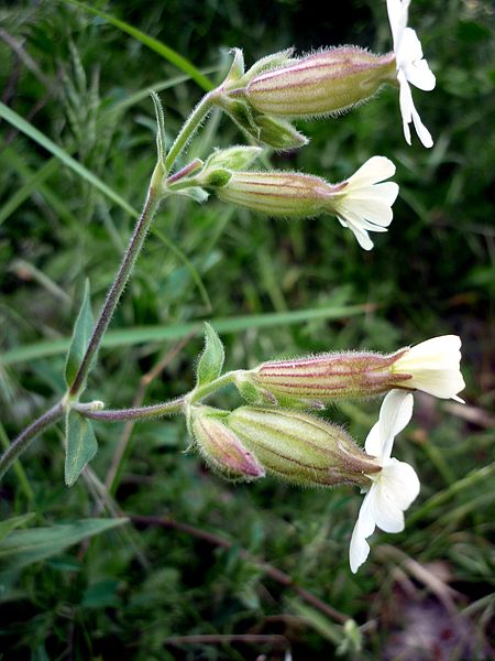 File:SILENE LATIFOLIA - L'ALZINA - IB-250 (Melandri blanc).JPG