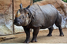 Индийский носорог (Rhinoceros unicornis)