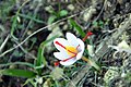 Κρόκος του Καρτράιτ, (Crocus cartwrightianus)