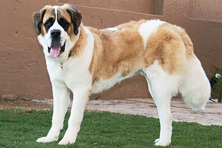 St Bernard Dog Wikiwand