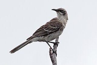 San Cristóbal mockingbird Species of bird