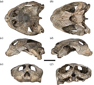 Sandownidae Extinct family of turtles