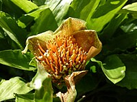 Scadoxus membranaceus - Basel - 2.jpg