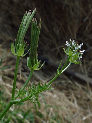 Venuskam, blommande och fruktande