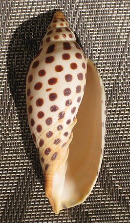 Scaphella junonia