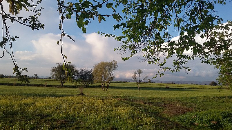 File:Scenery in wheat crop season.jpg