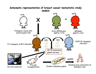 Schematic representation of breast cancer metastatic study models Schematic representation of breast cancer metastatic study models.pdf