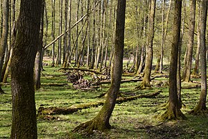 Schleswig-Holstein, Großenaspe, Osterau NIK 6385.jpg