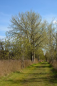 Schleswig-Holstein, Lunden, Landschaftsschutzgebiet und Naturerlebnisraum NIK 5839.jpg