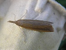 Schoenobius gigantella f FvL.jpg