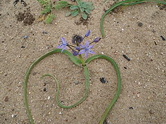 Scilla ramburei