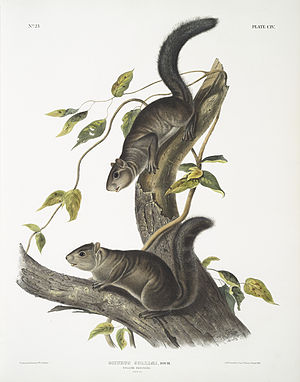 Collie croissant, drawing from John James Audubon: The viviparous quadrupeds of North America.  (1845-1848)