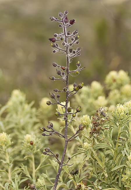 Scrophularia villosa (Santa Catalina figwort) (5647980638).jpg