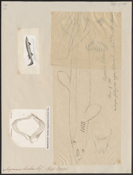 File:Scymnus lichia - 1700-1880 - Print - Iconographia Zoologica - Special Collections University of Amsterdam - UBA01 IZ14100151.tif