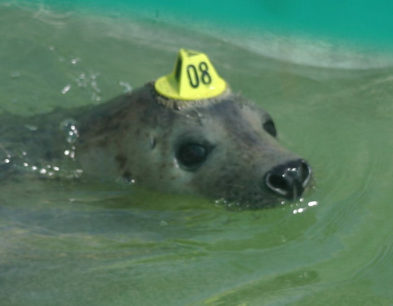 File:Sealwithhattag.jpg